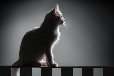Portrait of white kitten on black backgroundの写真素材
