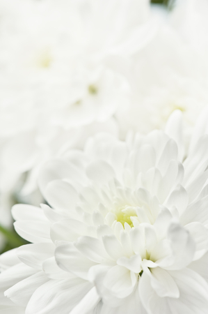 White flower closeupの写真素材