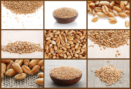 Wheat. Cereal collage の写真素材