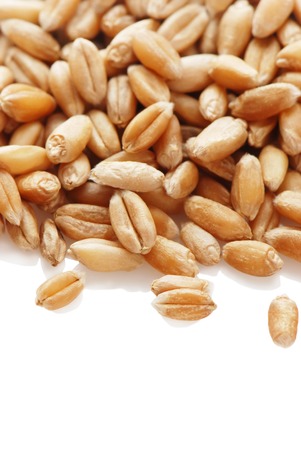 Grain of the wheat on a white backgroundの写真素材