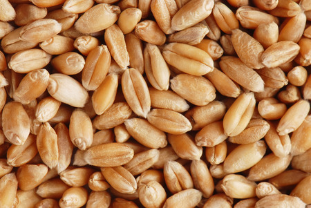 Background from ripe wheat grains の写真素材