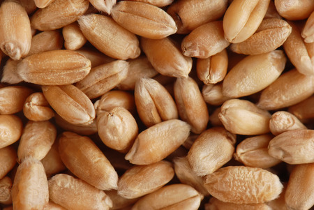 Background from ripe wheat grains の写真素材