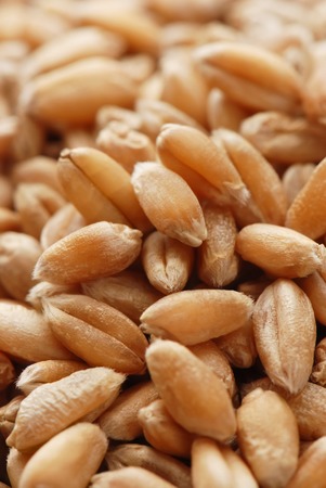 Background from ripe wheat grains の写真素材