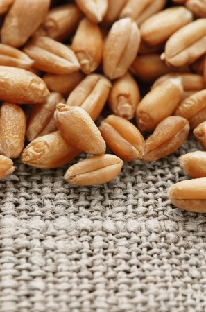 Grain of the wheat on a hessianの写真素材