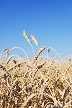 Field of wheat in a sunny dayの写真素材