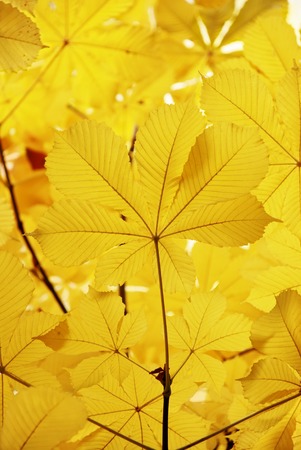 Yellow autumn leaves on a branch of a treeの写真素材