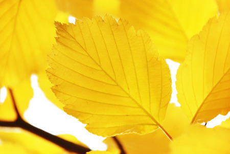 Yellow autumn leaves on a white backgroundの写真素材