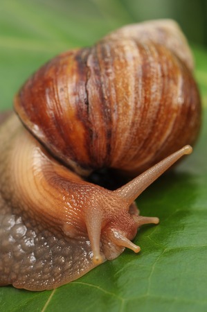 Snail on a green sheetの写真素材