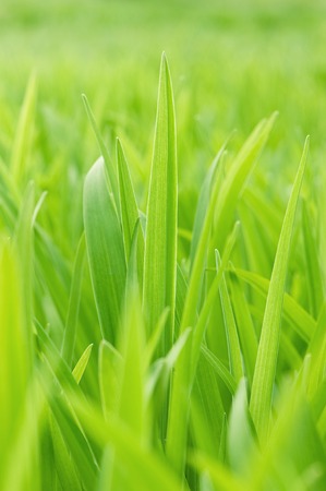 Background from a young green grass in a sunny dayの写真素材