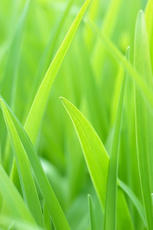 Background from a young green grass in a sunny dayの写真素材