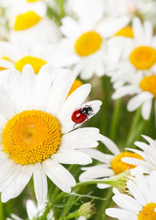 Ladybird on a camomile in a sunny dayの写真素材