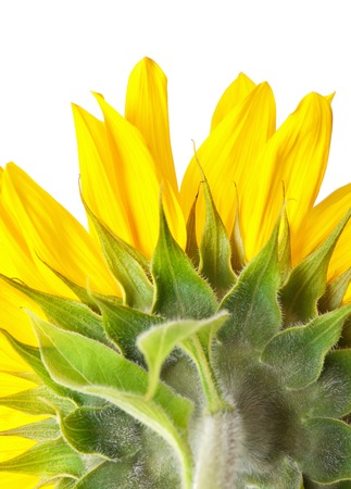 Sunflower on a white backgroundの写真素材
