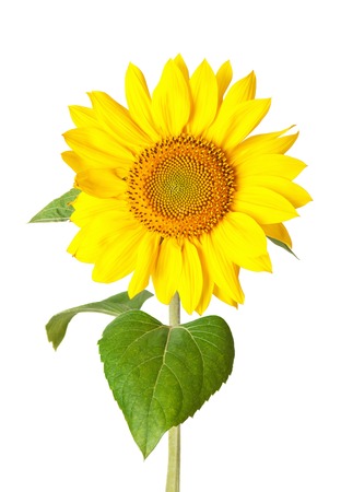 Sunflower on a white backgroundの写真素材