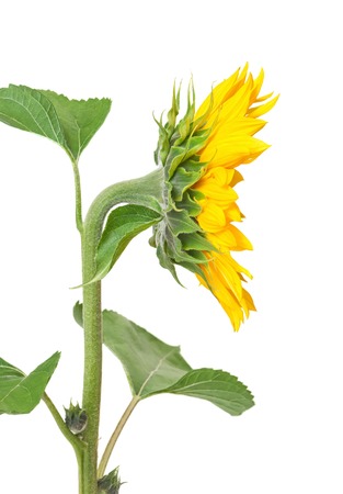 Sunflower on a white backgroundの写真素材
