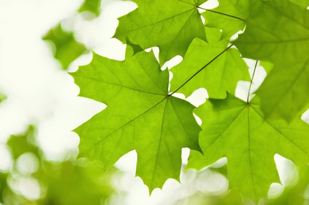 Green leaves of a maple in a sunny dayの写真素材