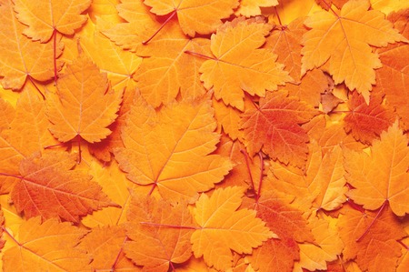 Background from autumn leavesの写真素材