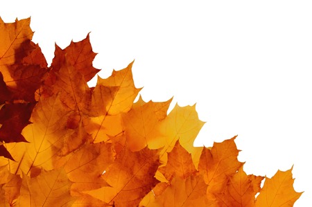 Framework from autumn leaves on a white backgroundの写真素材