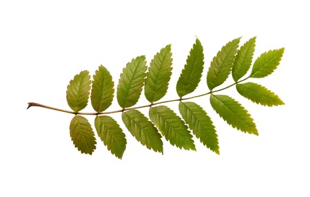 Branch of autumn leaves of a rowan on a white backgroundの写真素材