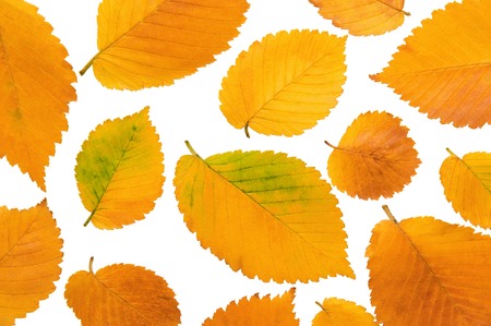 Background from autumn leaves on a white backgroundの写真素材
