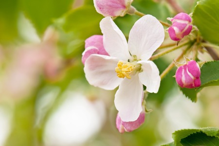 Branch blossoming apple-tree in the springの写真素材