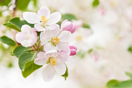 Branch blossoming apple-tree in the springの写真素材