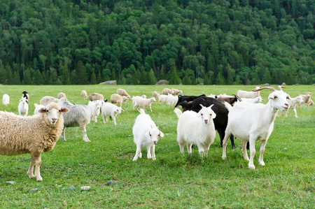 Goats, sheep grazing in a meadow in the mountainsの写真素材