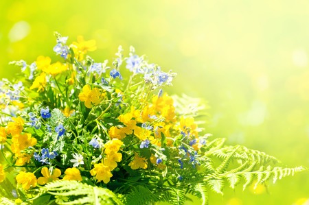 Bunch grasses and wildflowers in summer sunny dayの写真素材
