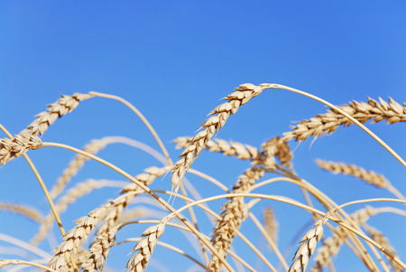 Field of wheat in a sunny dayの写真素材