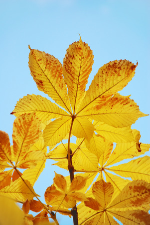 Yellow autumn leaves on a background of the blue skyの写真素材