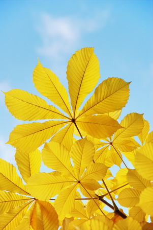 Yellow autumn leaves on a background of the blue skyの写真素材