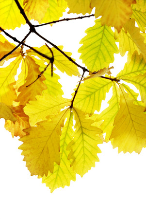 Yellow autumn leaves on a white backgroundの写真素材