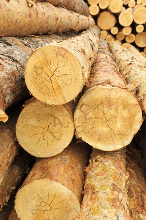 Heap of forest product stored in timber enterpriseの写真素材