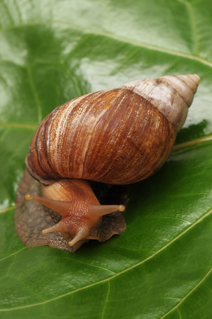 Snail on a green sheetの写真素材