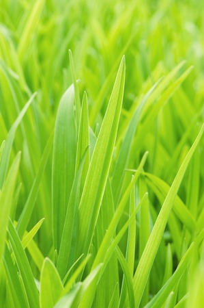 Background from a young green grass in a sunny dayの写真素材