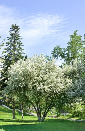 Apple-tree garden in the spring sunny dayの写真素材