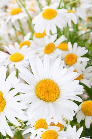Ladybird on a camomile in a sunny dayの写真素材