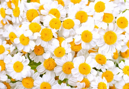 Ladybird on a camomile in a sunny dayの写真素材