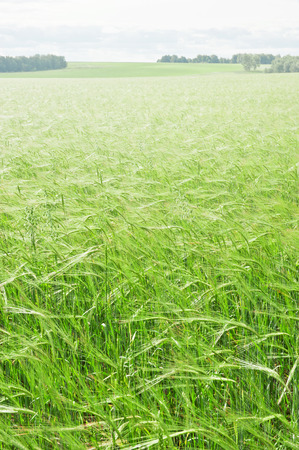 Field with green wheat in a sunny dayの写真素材