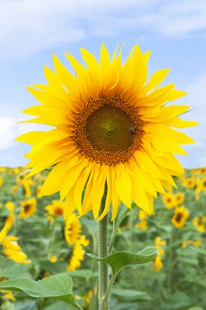 Field of sunflowers in a sunny dayの写真素材