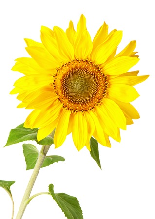 Sunflower on a white backgroundの写真素材