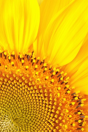 Sunflower close upの写真素材