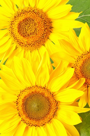 Background from colors of a sunflowerの写真素材