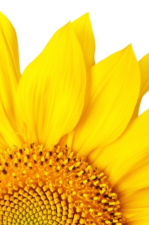 Sunflower on a white backgroundの写真素材
