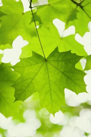 Green leaves of a maple in a sunny dayの写真素材