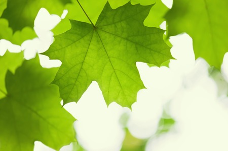 Green leaves of a maple in a sunny dayの写真素材