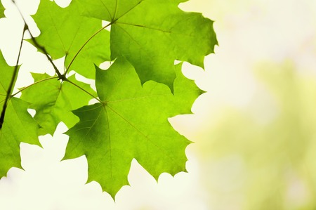 Green leaves of a maple in a sunny dayの写真素材