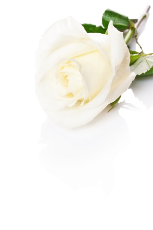 White rose on a white backgroundの写真素材