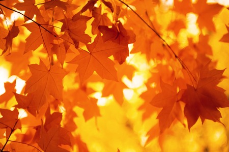 Background from autumn leavesの写真素材