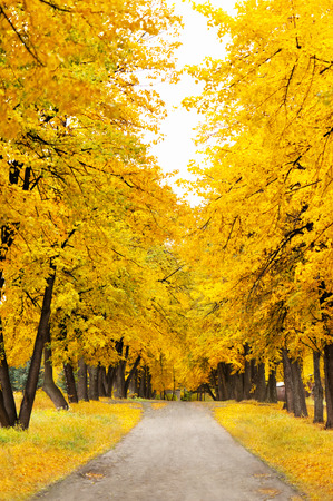 Autumn park in a sunny dayの写真素材