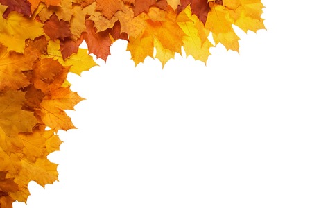 Framework from autumn leaves on a white backgroundの写真素材